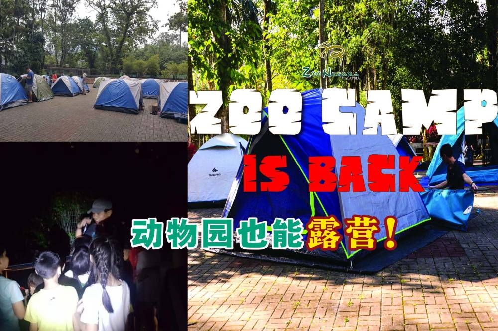国家动物园的动物园露营活动（Zoo Camp Program）强势回归！-图摘自国家动物园/精彩大马制图-