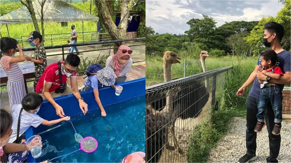 -图摘自G2G Animal Garden脸书/精彩大马制图-