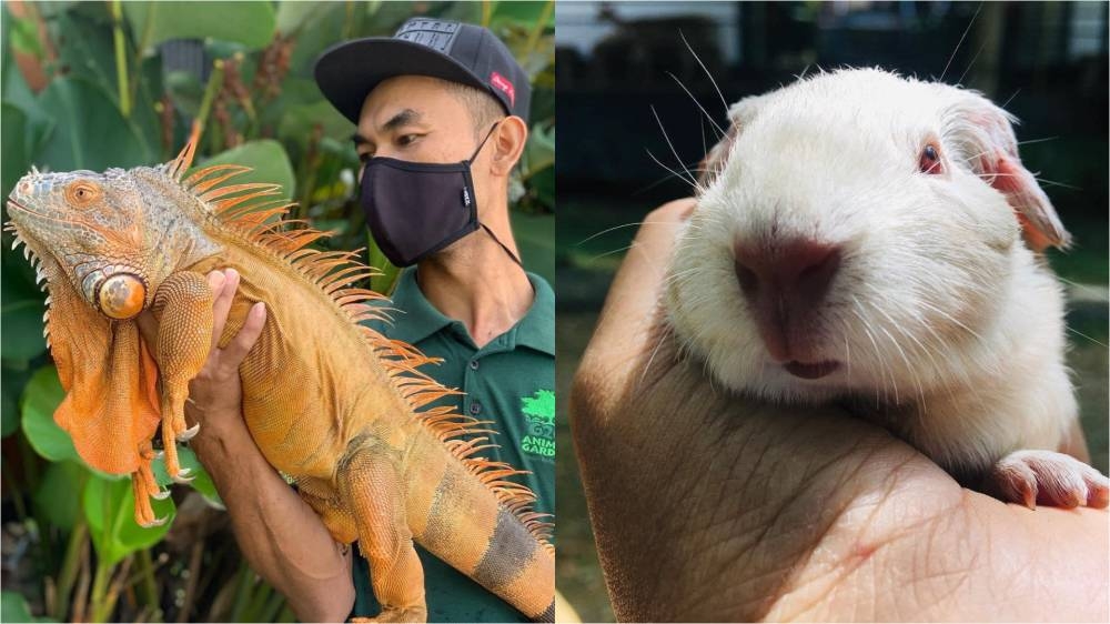 -图摘自G2G Animal Garden脸书/精彩大马制图-