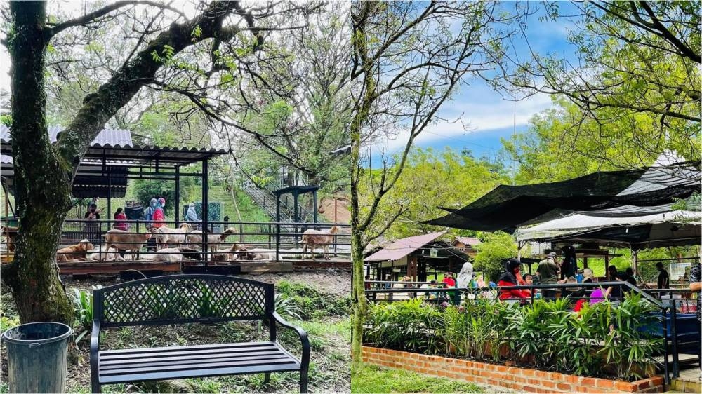 -图摘自G2G Animal Garden脸书/精彩大马制图-