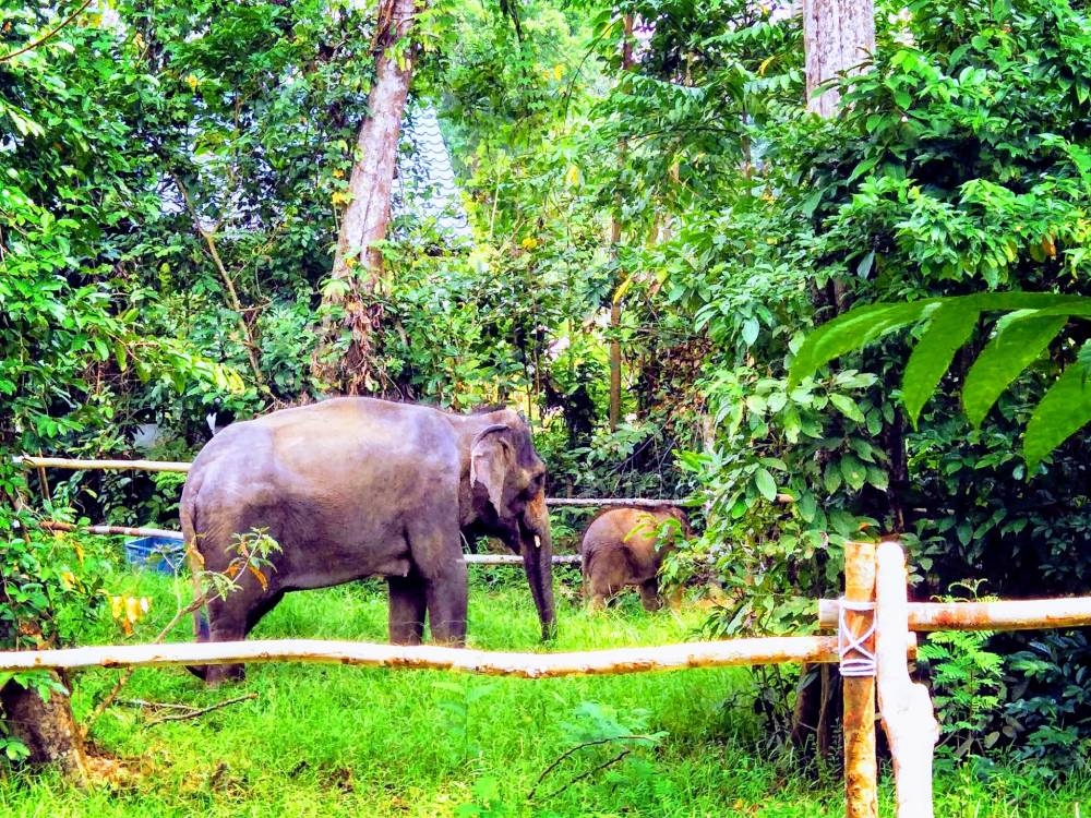 -图摘自大象公园保育中心脸书/精彩大马制图-