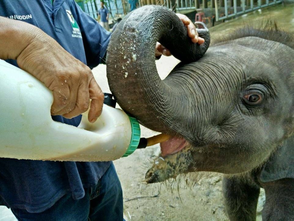 -图摘自大象公园保育中心脸书/精彩大马制图-