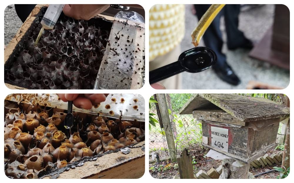 槟城消费人协会主席莫希丁阿都卡迪表示，农民也可养蜂收集蜂蜜，因为蜂蜜有多种保健功能，是对抗多种疾病的天然药品。-庄礼文摄-