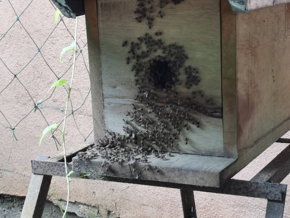 蜜蜂作为自然界的授粉者,对于生物多样性和粮食安全至关重要。-庄礼文摄-