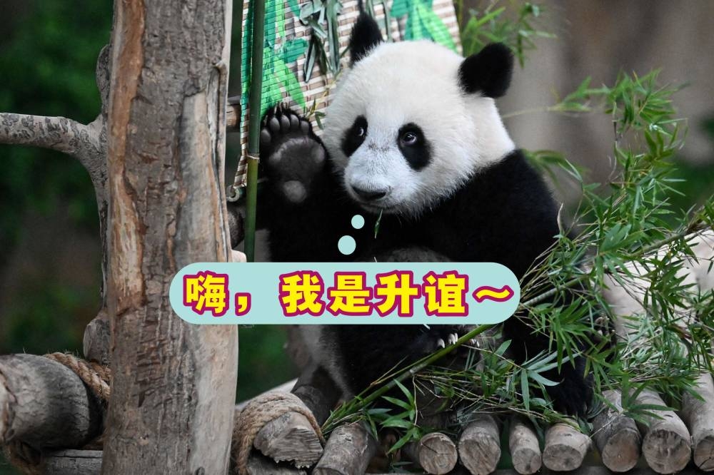 中国旅马熊猫“兴兴”和“靓靓”的第三只幼崽在出生近一年后，终于取名为“升谊”。-法新社-