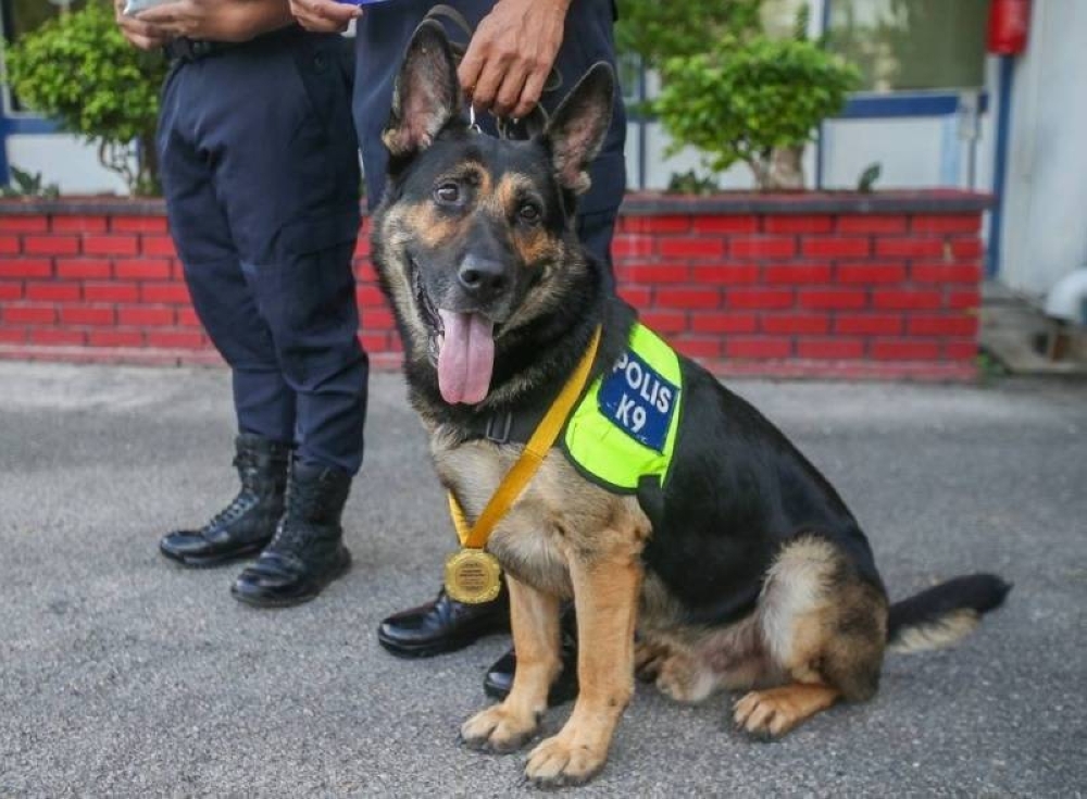 来自霹雳警察总部的K9警犬Chulio在领犬员东尼玛迪奥陪同下，接受华都牙也警区颁发奖牌以及狗粮作表扬及鼓励。-Farhan Najib摄-