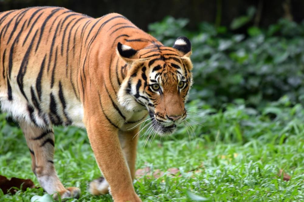 2020年和2021年，柏隆-天猛莪森林保护区（Belum-Temengor Forest Complex）发现了更多老虎的足迹，包括3只幼虎和它们的妈妈。-Shopee供图-