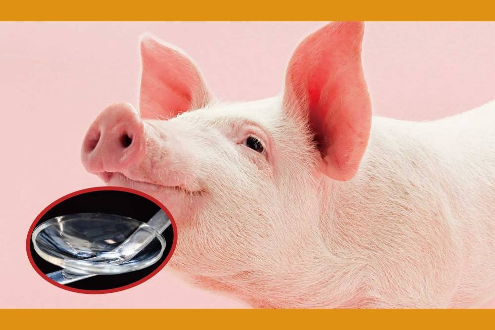 科学家利用猪皮的胶原蛋白分子制成类似人类角膜的植入物，并开发出侵入性较低的治疗方式。-摘自网络-