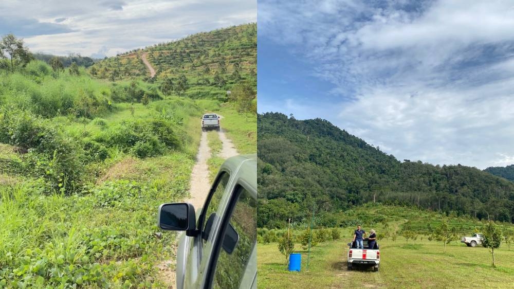 位于打石村的榴莲种植园，位置距离泰国边境仅有3公里。-方贝欣摄/精彩大马制图-