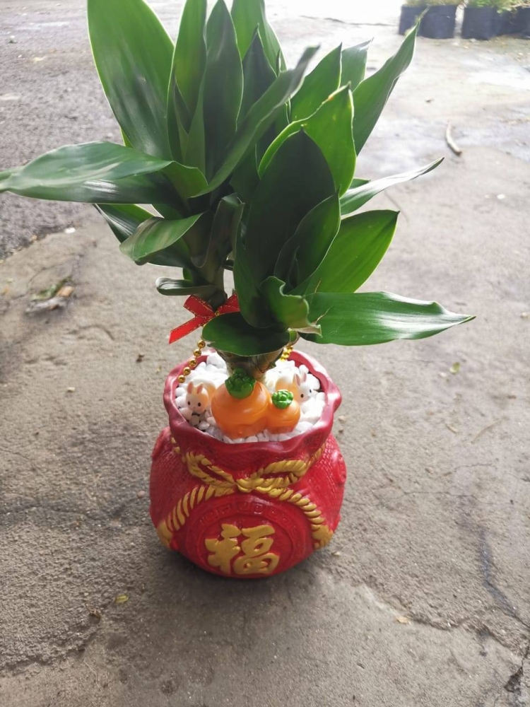 Cincai News
