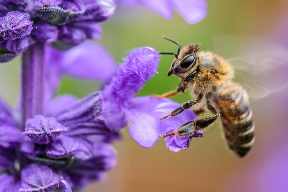 也有人认为，蜜蜂可能是从紫色的葛花、骨木莓和越橘莓等花朵上采蜜，并据此酿出紫色蜂蜜。-摘自网络-