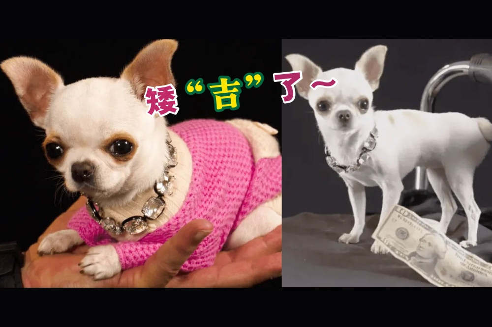 据吉尼斯世界纪录官网介绍，珍珠是于2020年9月1日在美国佛罗里达州出生，身高仅9.14公分，身长则是12.7公分。-摘自网络，精彩大马制图-