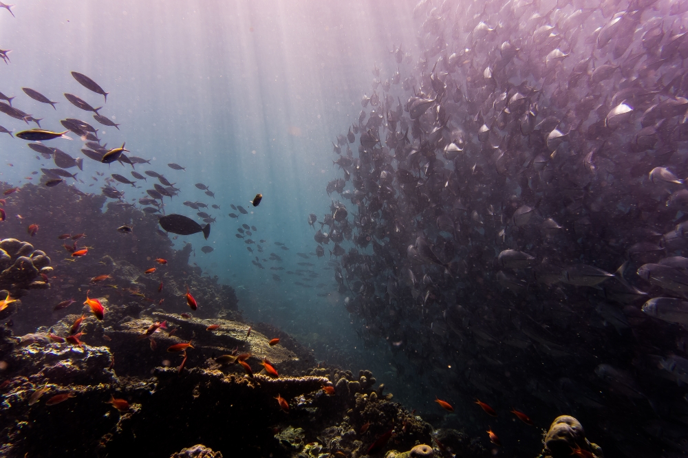 位于沙巴仙本那的西巴丹岛是潜水员的天堂，它是那些想追求冒险之旅的游客的理想去处。-摘自Unsplash用户Johnny Africa-
