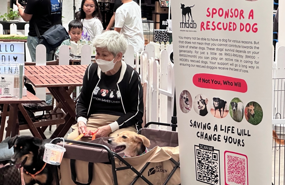 民众可以透过马来西亚流浪狗救援组织(MDDB)领养狗狗。-方贝欣摄-