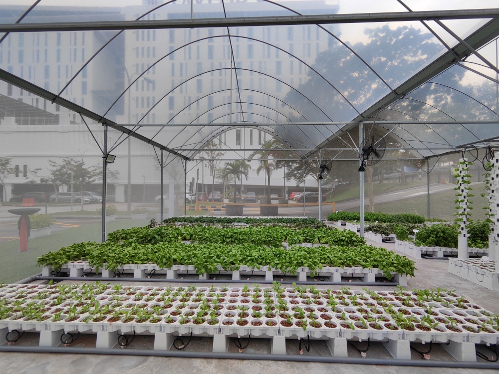 该农场将能够每年种植和收获逾4000公斤的新鲜、有机、无农药的农产品。-刘家仪摄-