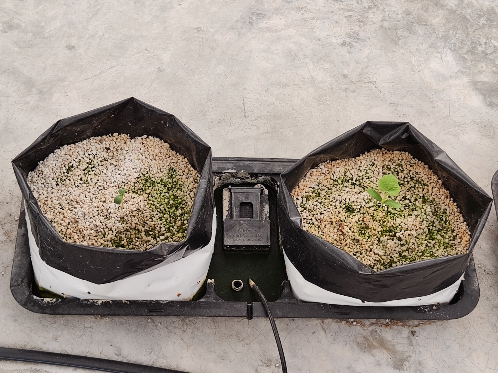 泰莱城市农场采用自主潮汐式耕种蔬菜。-刘家仪摄-