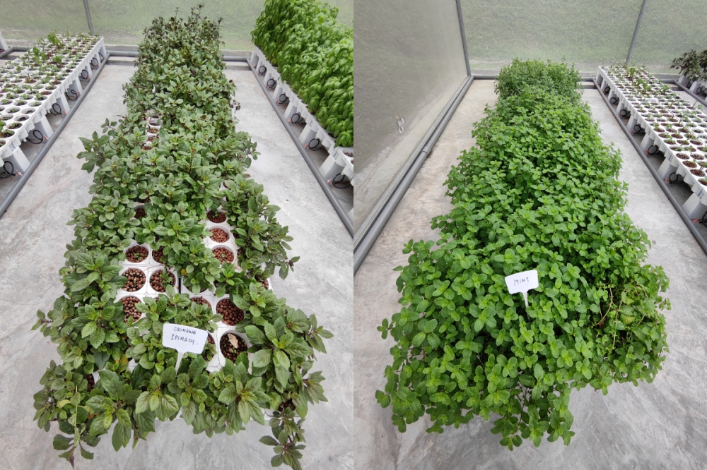 为了实践可持续发展，泰莱城市农场实施闭环系统，减少依赖外来供应，通过回收用于种植植物的水，来加强养分循环。-刘家仪摄/精彩大马制图-