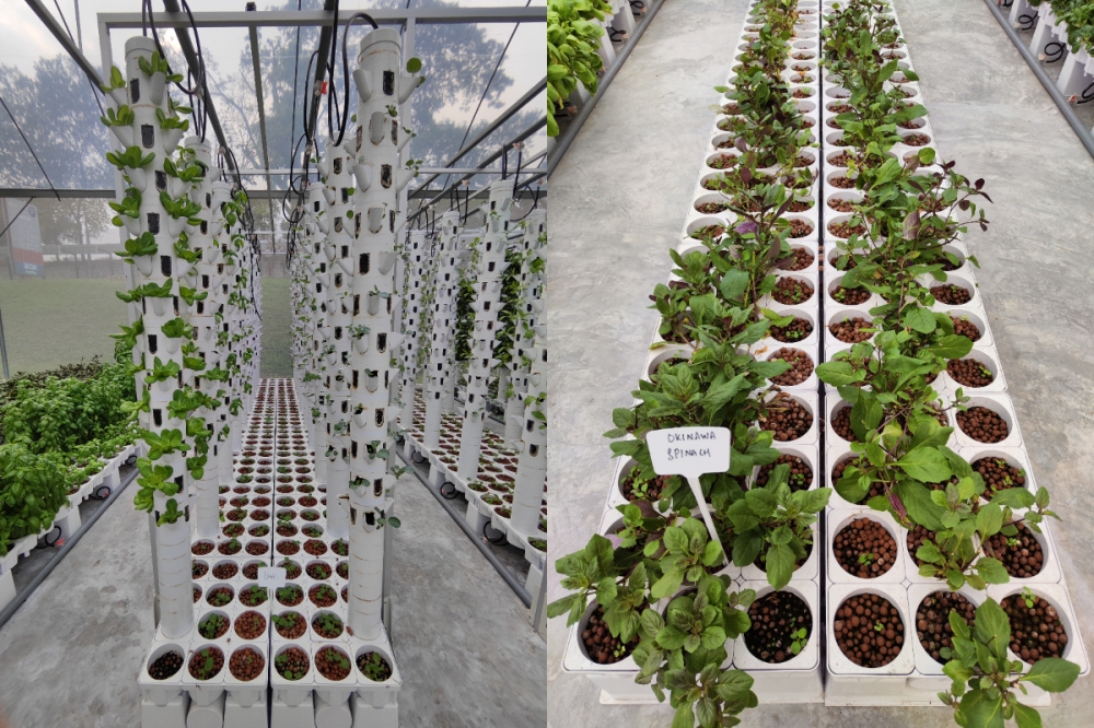 泰莱城市农场采用垂直塔式（左）和种植床式耕种蔬菜。-刘家仪摄/精彩大马制图-