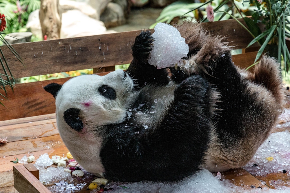 这是活泼好动的“兴兴”。-Firdaus Latif摄-