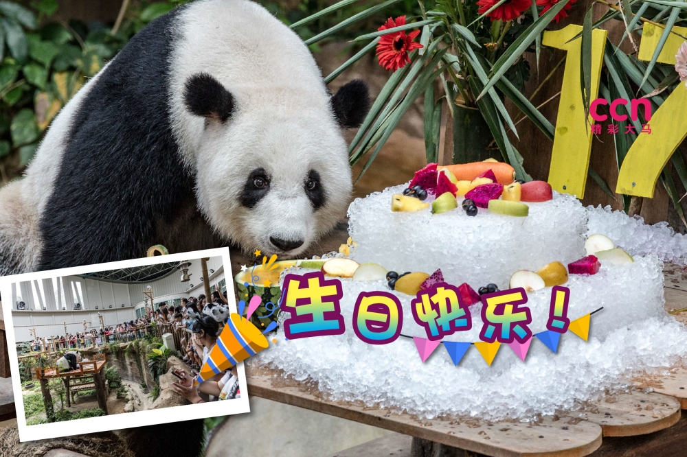 “兴兴”和“靓靓”生日快乐！-Firdaus Latif摄-