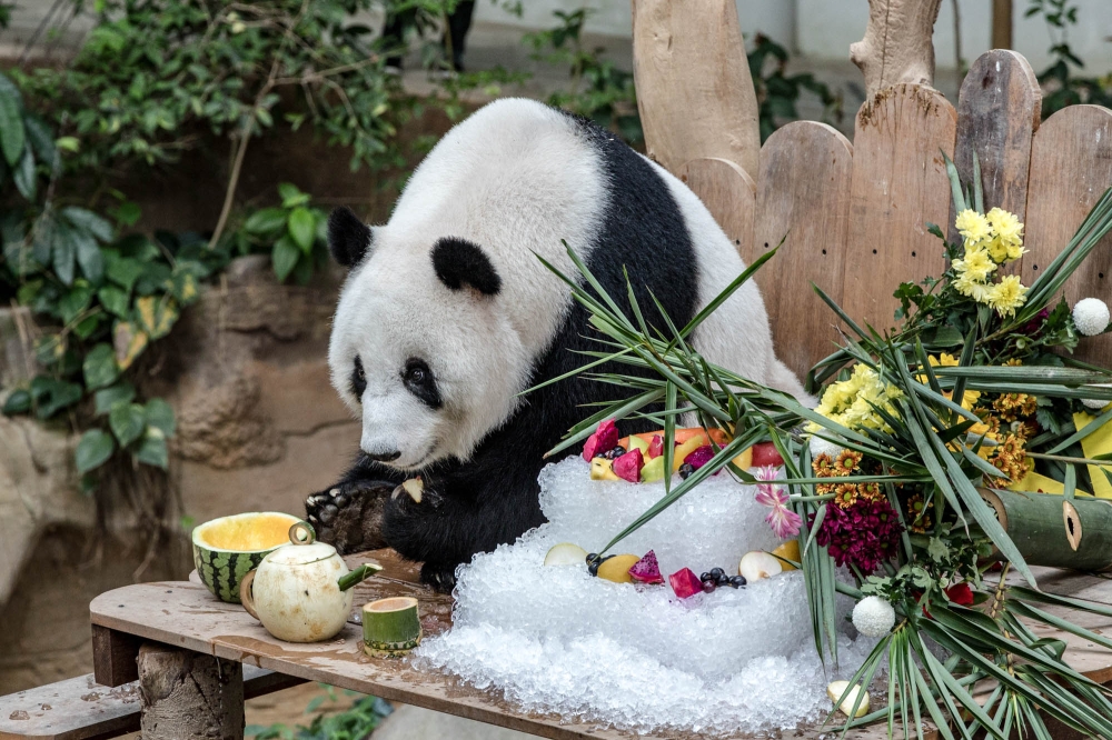 “靓靓”正享用着它的生日大餐。-Firdaus Latif摄-