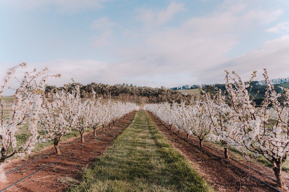 奥本植物园和蓝山植物园是悉尼的知名赏樱地点，这里的樱花树都会绽放出粉色的花朵，吸引大量游客前来欣赏。-亚航提供-