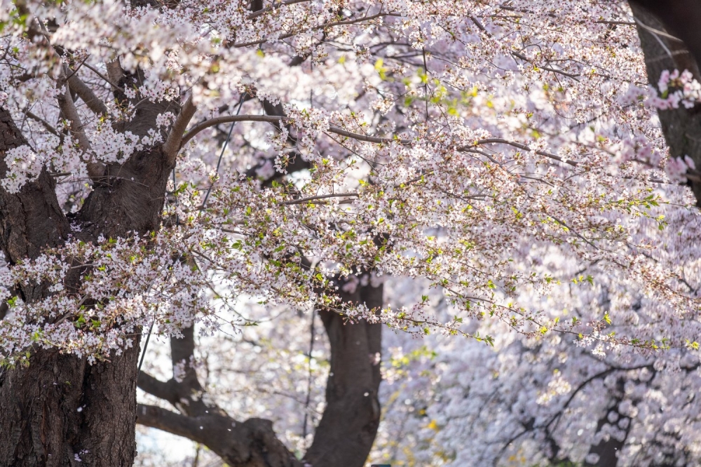 除了日本，韩国也是其中一个很受欢迎的赏樱圣地。-亚航提供-