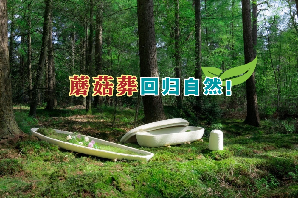 荷兰一家名为Loop生物科技公司推出生物降解棺材——蘑菇棺材。-摘自网络，精彩大马制图-