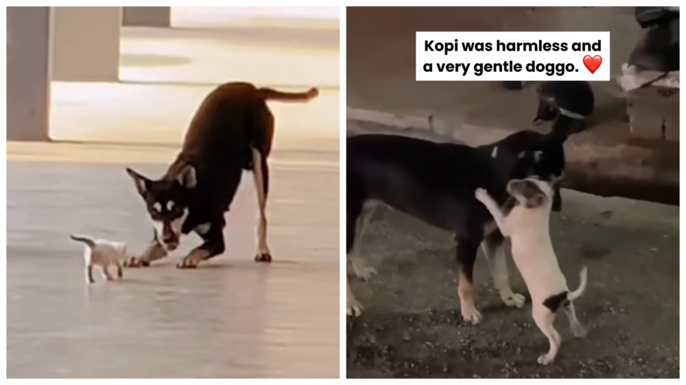 流浪狗Kopi与小猫互动的影片在社交媒体获得广传，然而Kopi最终落得被射杀的命运。