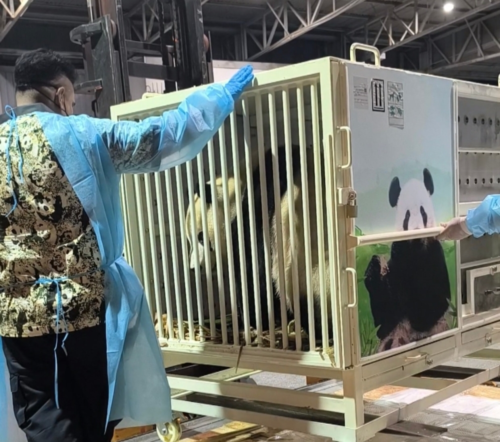 中国大熊猫“辰星”和“晓月”周二抵达马来西亚，它们将于隔离期后尽快与公众见面。-图取自中国驻马来西亚大使馆面子书-