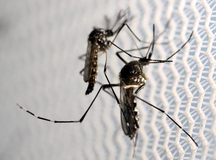 Aedes aegypti mosquitoes are seen inside Oxitec laboratory in Campinas, Brazil, February 2, 2016. REUTERS/Paulo Whitaker/File Photon