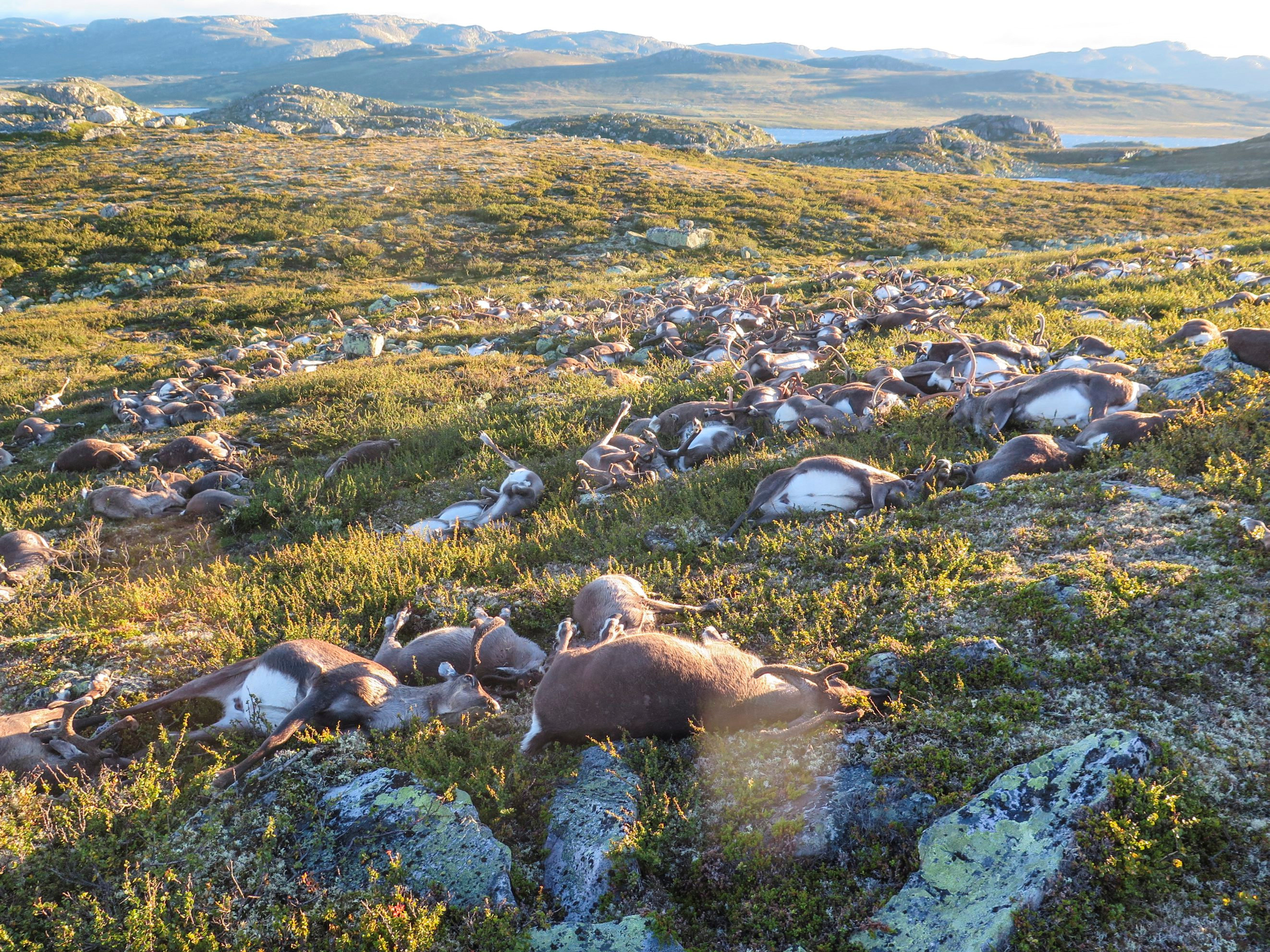 Dead wild reindeer are seen on Hardangervidda in Norway, after lightning struck the central mountain plateau and killed more than 300 of them, in this undated handout photo. Haavard Kjoentvedt/Norwegian Nature Inspectorate/NTB Scanpix via REUTERSn
