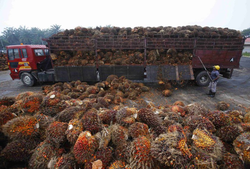 A worker unloads oil palm fruits from a lorry inside a palm oil factory in Salak Tinggi, outside Kuala Lumpur August 4, 2014. u00e2u20acu201d Reuters pic