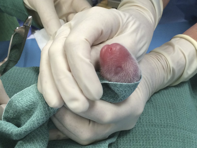 One of the giant panda cubs born on at the Smithsonianu00e2u20acu2122s National Zoo in Washington, DC is being examines by veterinarians in this image taken on August 22, 2015. u00e2u20acu201d Reuters pic