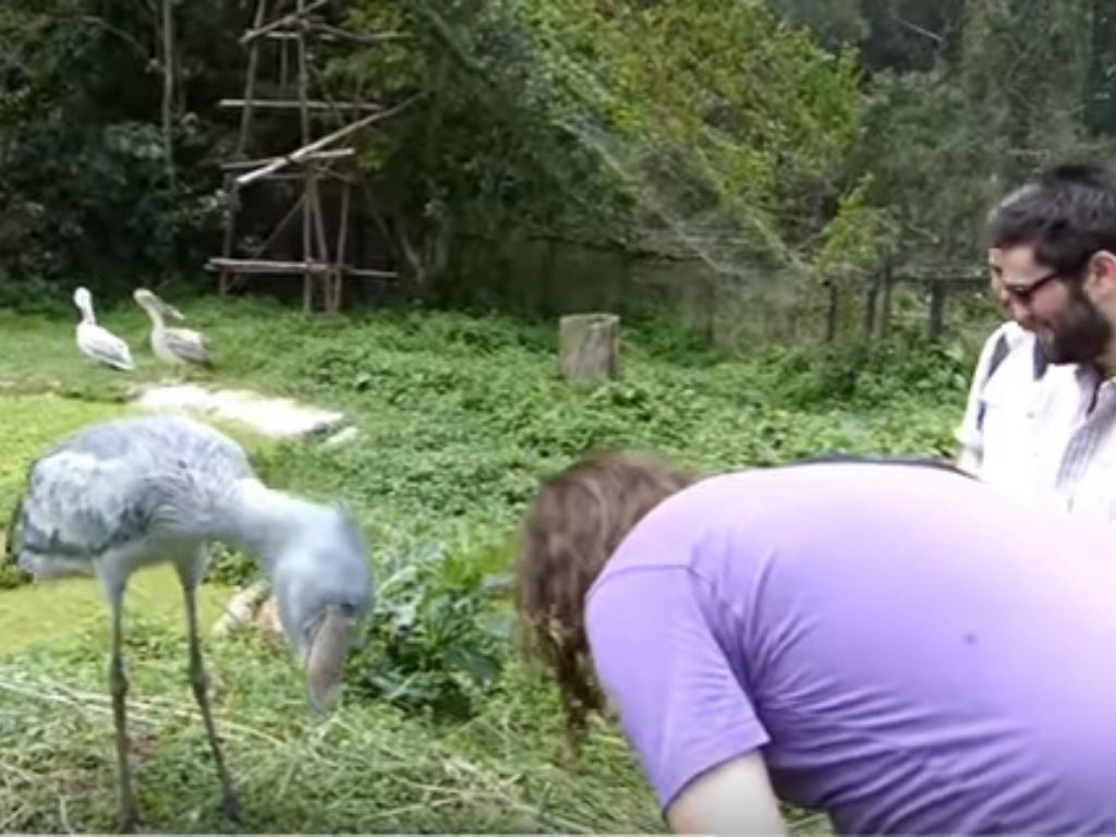 shoebill politely bow to tourist-picture via youtube
