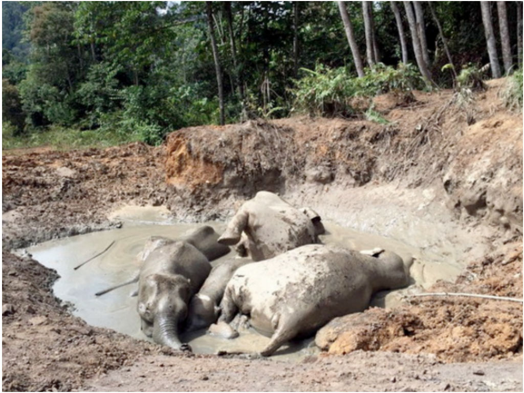 TAWAU, 14 Sept -- Lima daripada sembilan ekor gajah ditemukan mati selepas terperangkap di dalam kolam lumpur berdekatan Kem Pembalakan Berkat Saga iaitu sebuah perusahaan kayu balak di Rinukut, pada Sabtu lepas.nKesemua gajah itu dipercayai telah terpera