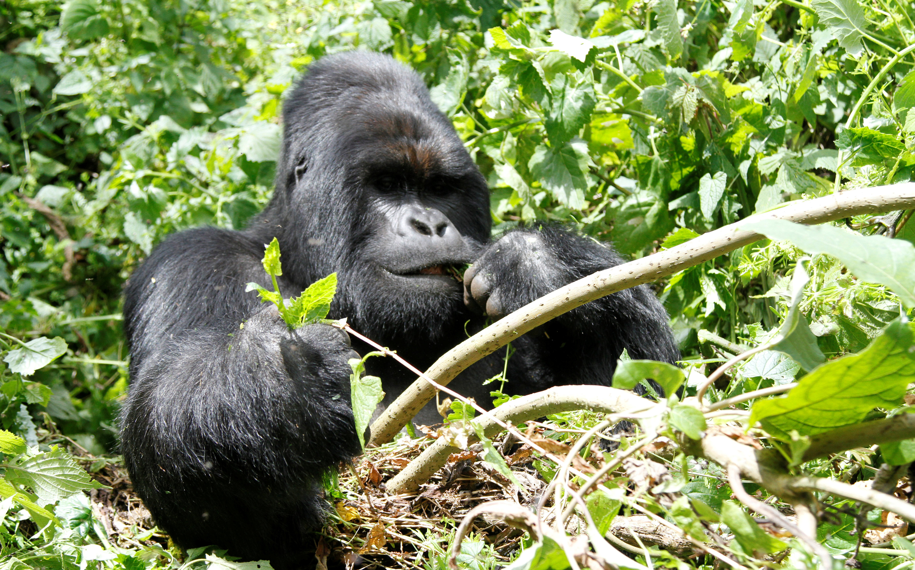 An endangered silverback mountain gorilla from the Nyakamwe-Bihango family feeds within the forest in Virunga national park near Goma in eastern Democratic Republic of Congo, May 3, 2014. u00e2u20acu201d Reuters picn