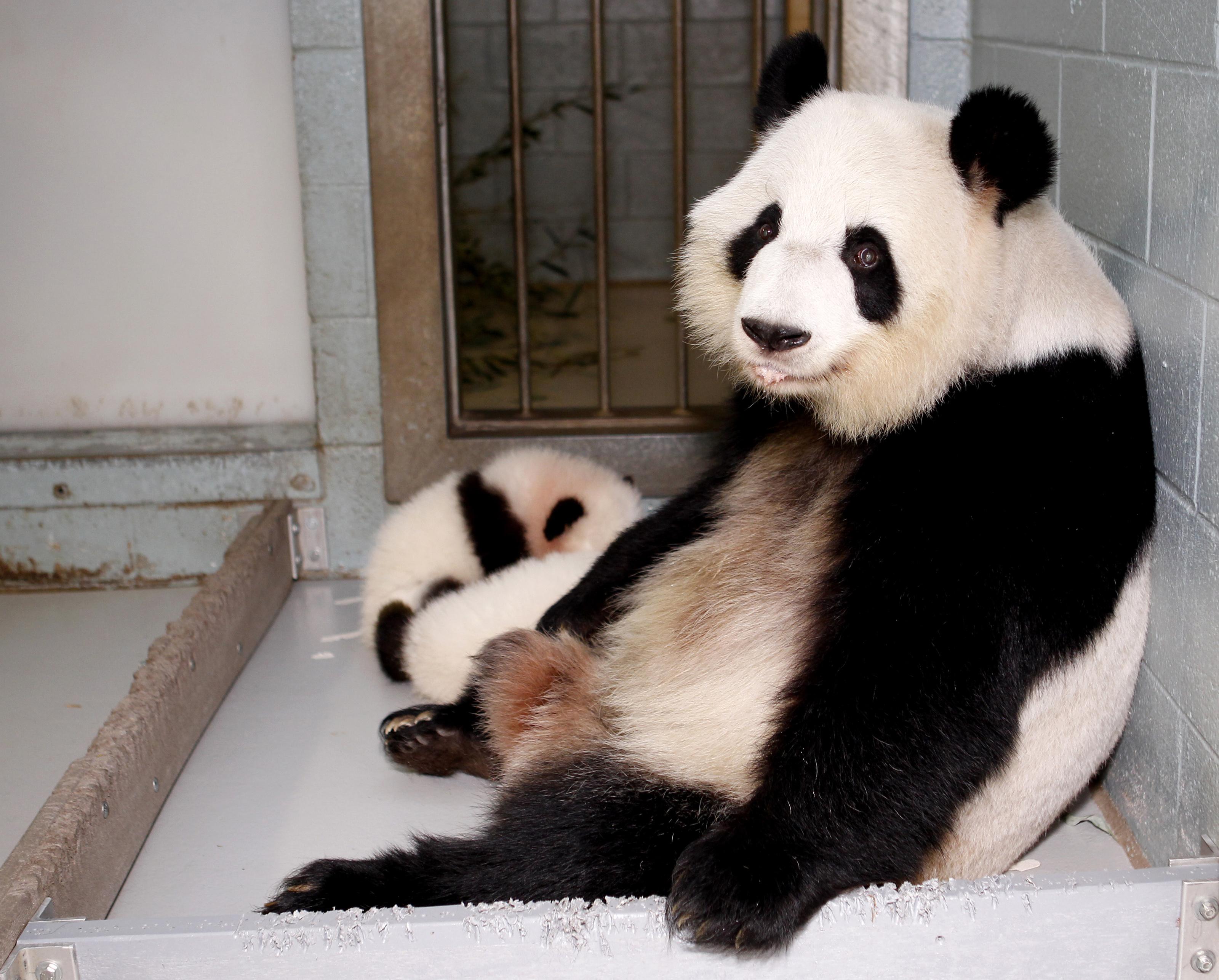 旅美大熊猫伦伦周日再次产下双胞胎宝宝。图为伦伦3年前产下双胞胎“美轮”“美奂”的档案照。-路透社-