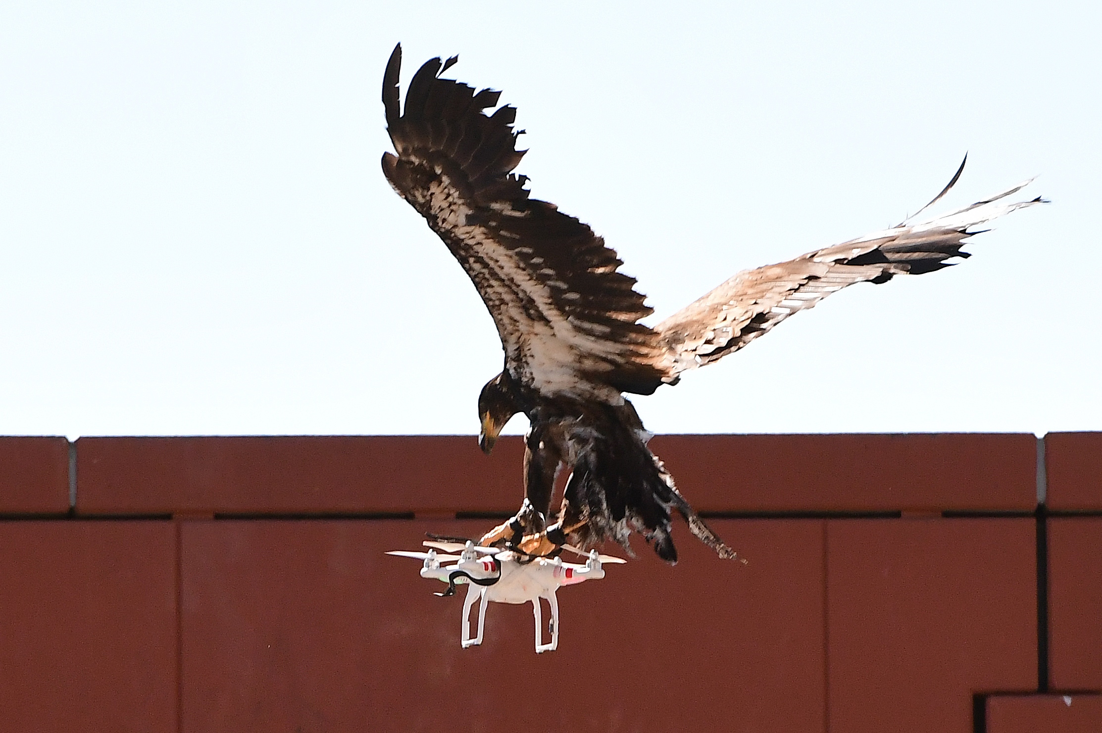 A trained young eagle attempts to catch a drone during a demonstration organised by the Dutch police as part of a programme to train birds of prey to catch drones flying over sensitive or restricted areas, at the Dutch Police Academy in Ossendrecht, on Se