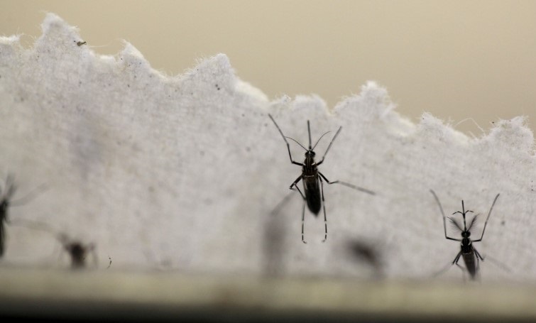 Aedes aegypti mosquitoes are seen at the Laboratory of Entomology and Ecology of the Dengue Branch of the U.S. Centers for Disease Control and Prevention in San Juan, Puerto Rico, March 6, 2016. REUTERS/Alvin Baez/File Photo