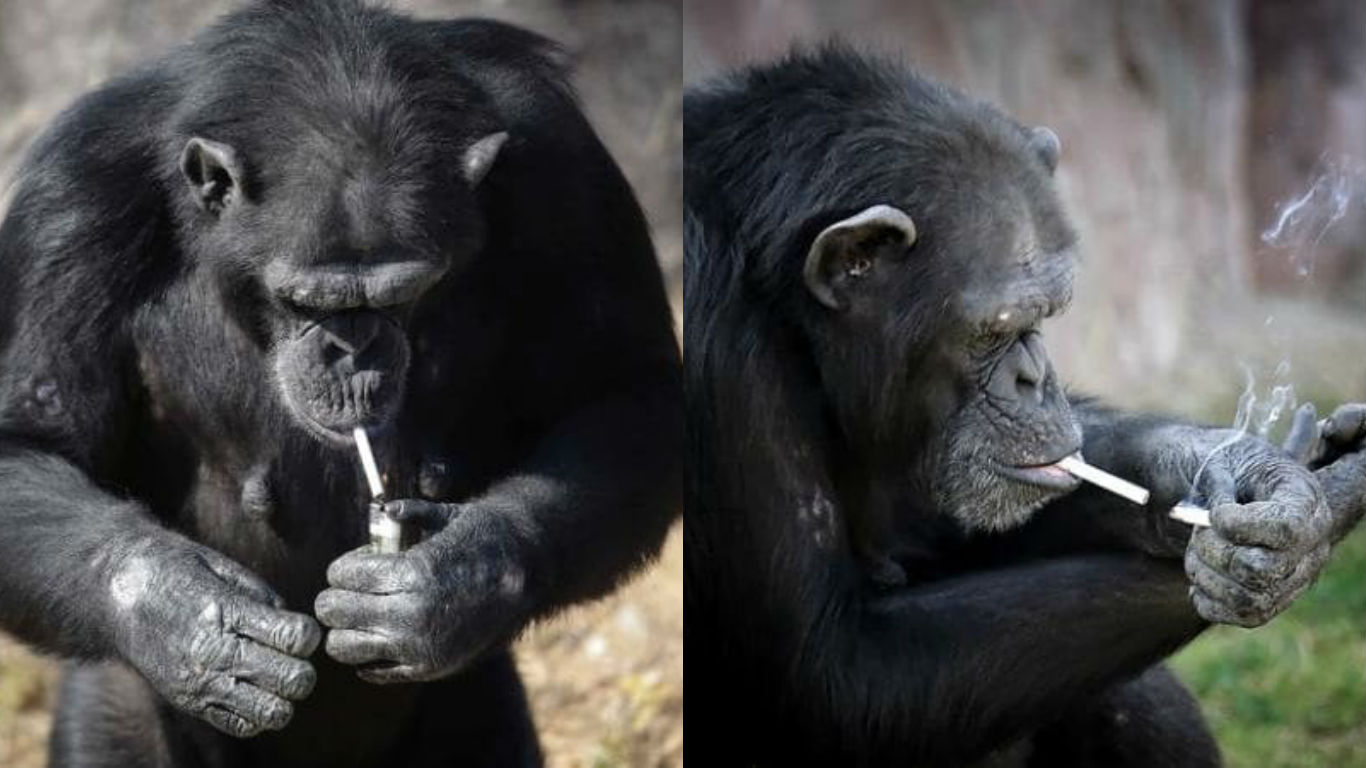 杜鹃花不但懂得用打火机点燃香烟，也会拾起点燃的烟头取火。-图取自独立报-