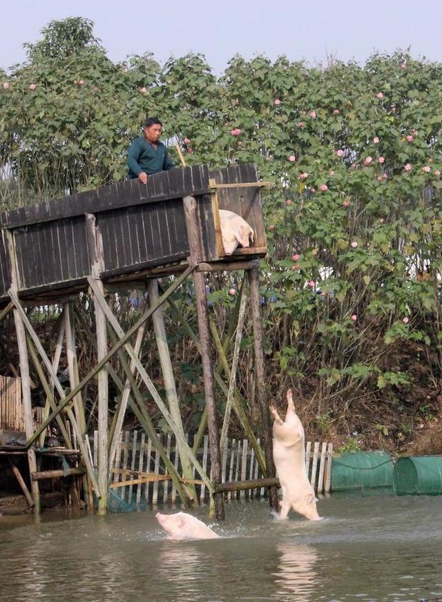 黄德民认为，跳水锻炼能提高猪的免疫力，增加猪的生长速度。-图取自网络-