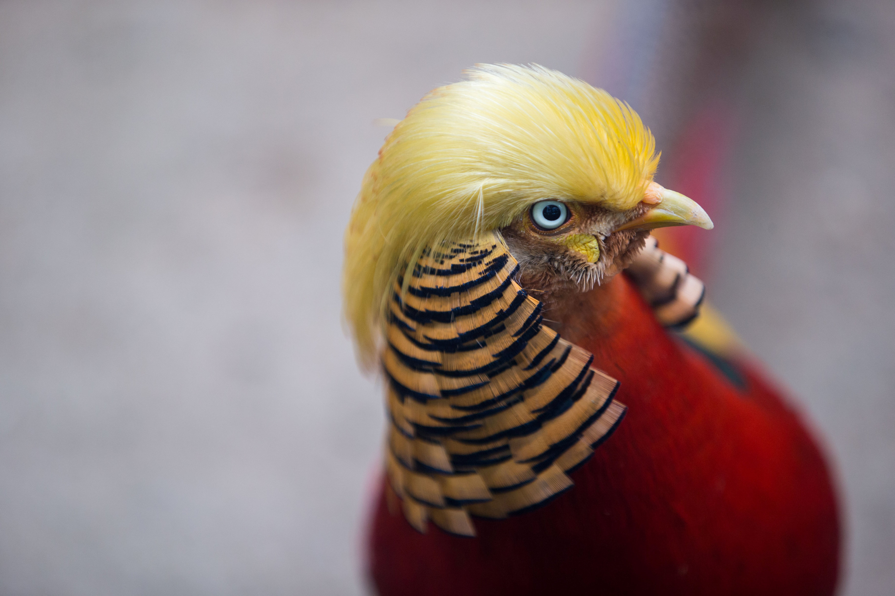A golden pheasant is seen at Hangzhou Safari Park in Hangzhou, Zhejiang Province, China, November 13, 2016. According to local media, the pheasant gains popularity as its golden feathers resemble the hairstyle of U.S. President-elect Donald Trump. Picture