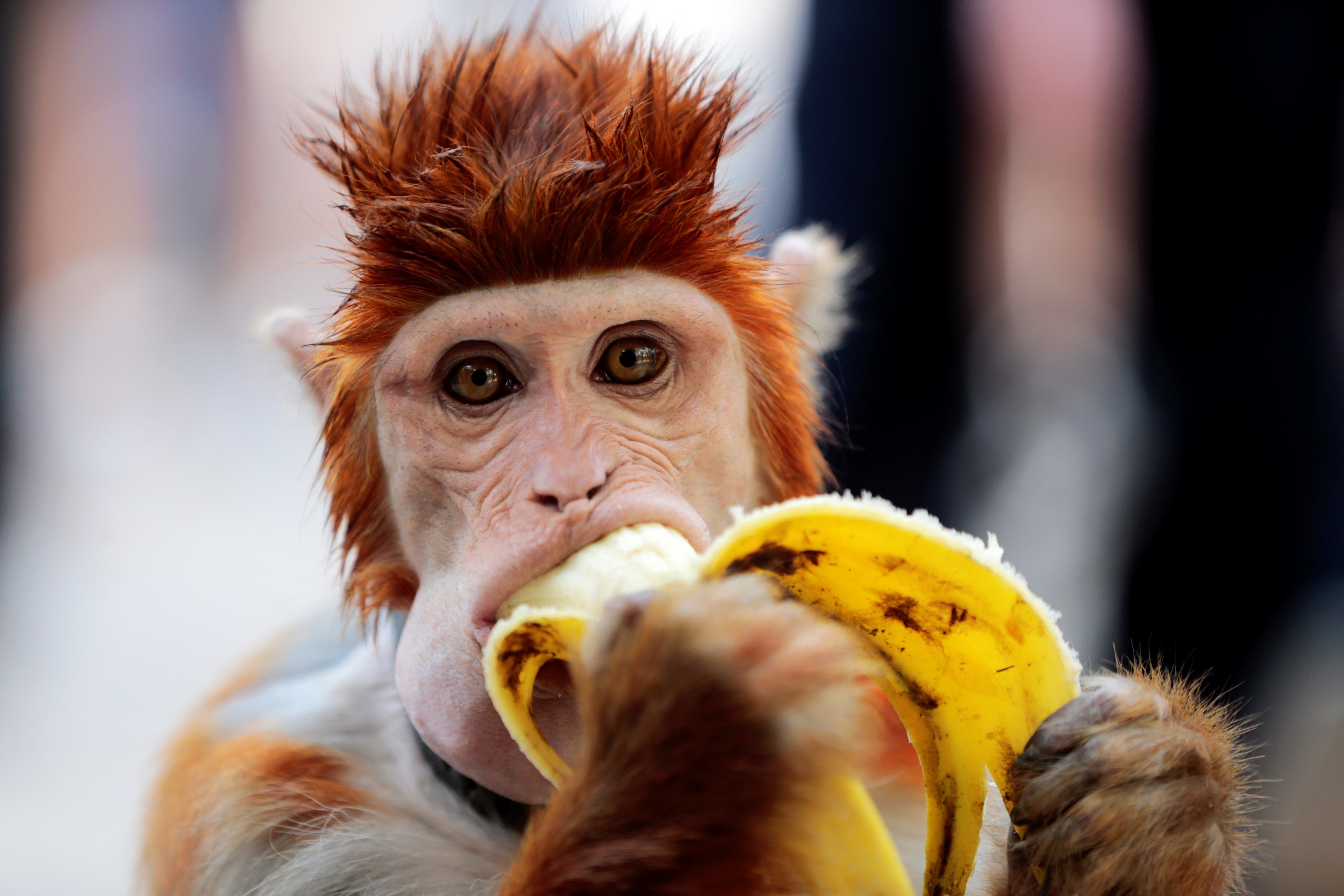 A monkey eats a banana as it takes a break from performing at a cultural center in Islamabad, Pakistan October 22, 2016. REUTERS/Caren Firouz TPX IMAGES OF THE DAYn