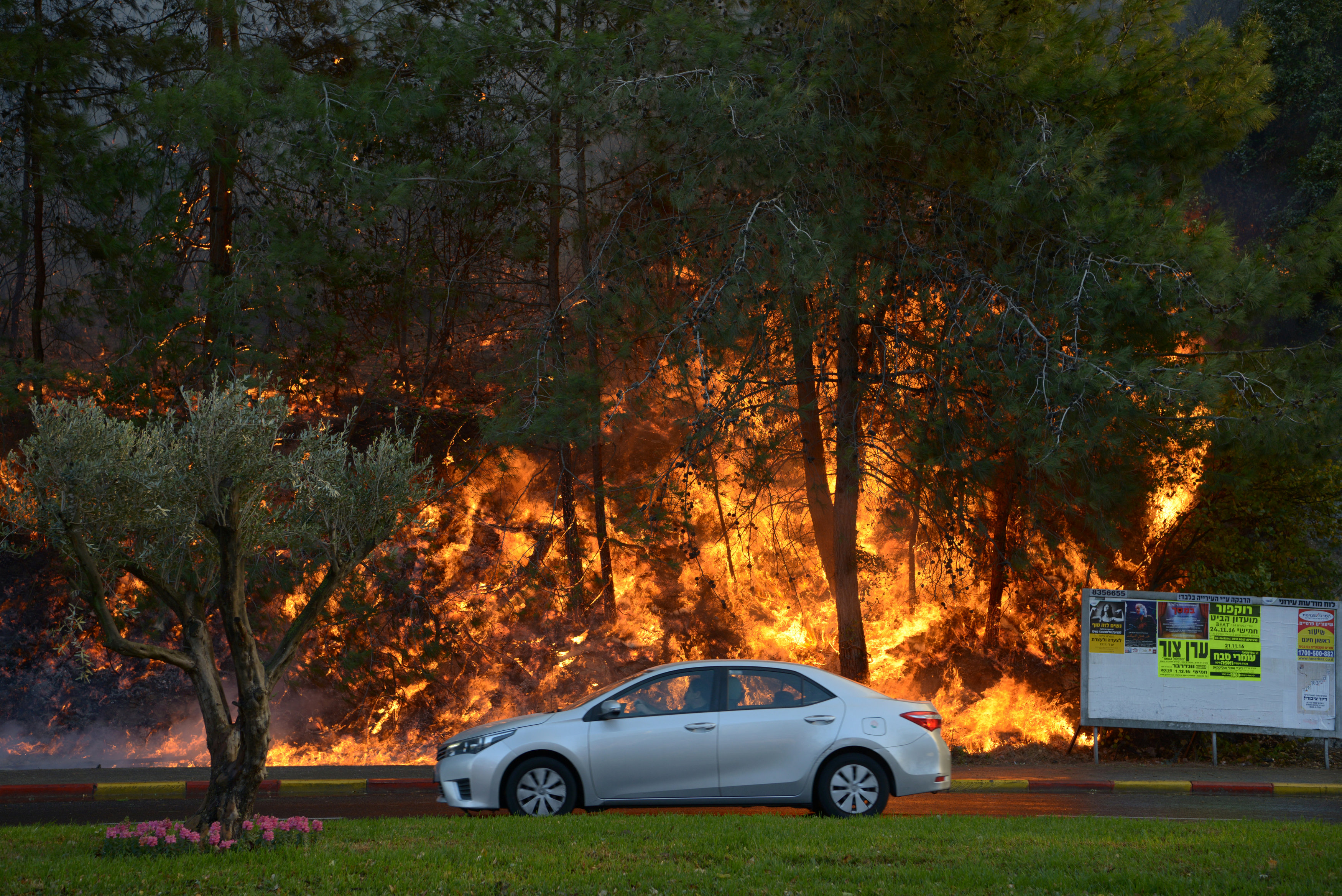A car drives past burning trees as a wildfire rages in the northern city of Haifa, Israel November 24, 2016. REUTERS/Gil Eliyahu ISRAEL OUT. NO COMMERCIAL OR EDITORIAL SALES IN ISRAEL