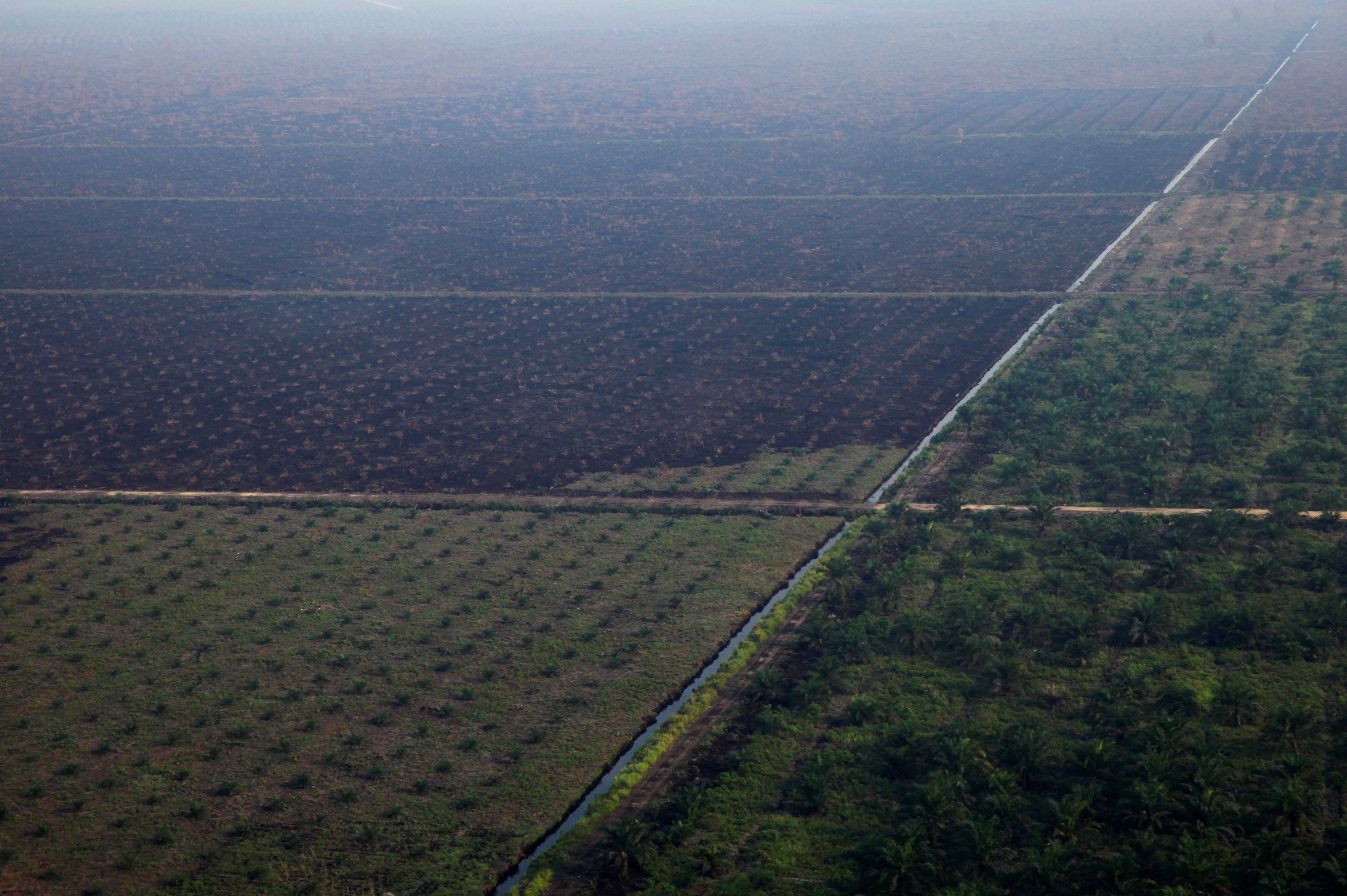 印尼的棕榈油种植园也曾被指涉嫌非法烧芭活动。图示廖内省的一个油棕园今年6月曾烧芭清地。-路透社-