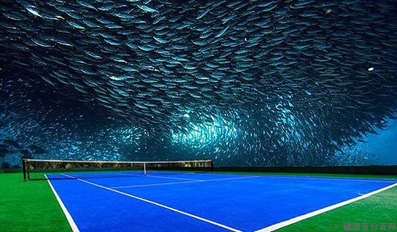 这到底是海底世界还是网球场啊？怎么小编蓝蓝的“头顶”会让小编感到一丝丝的不安呢？图取自：wellness100 