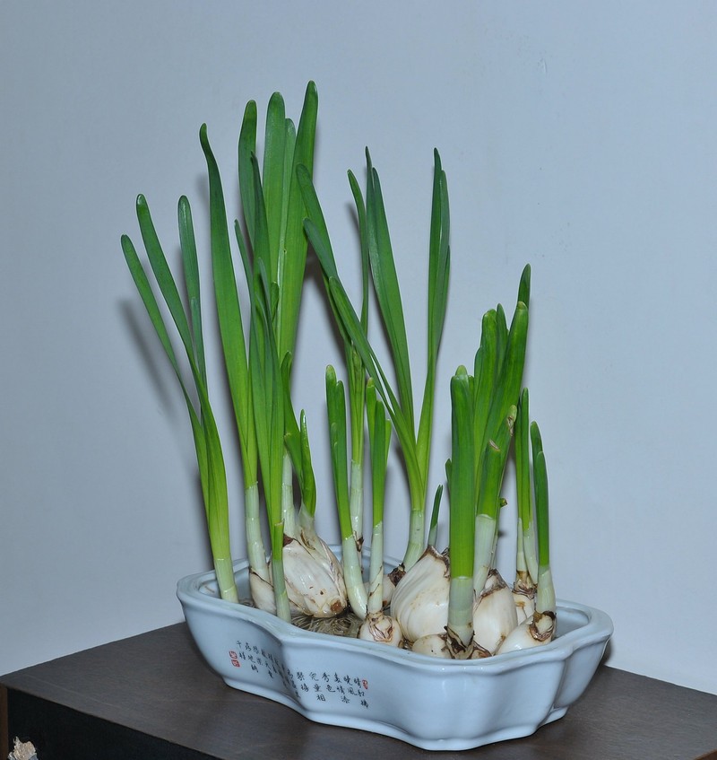 明明饰水仙不开花，为何要装蒜呢？图取自：zol.com 