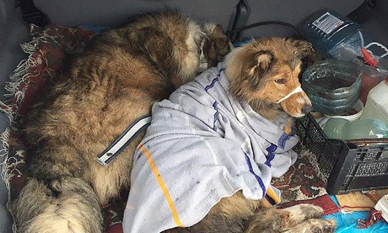 即使获救后，熊猫（左）与露西仍紧紧依偎不愿分开。-图取自每日邮报-