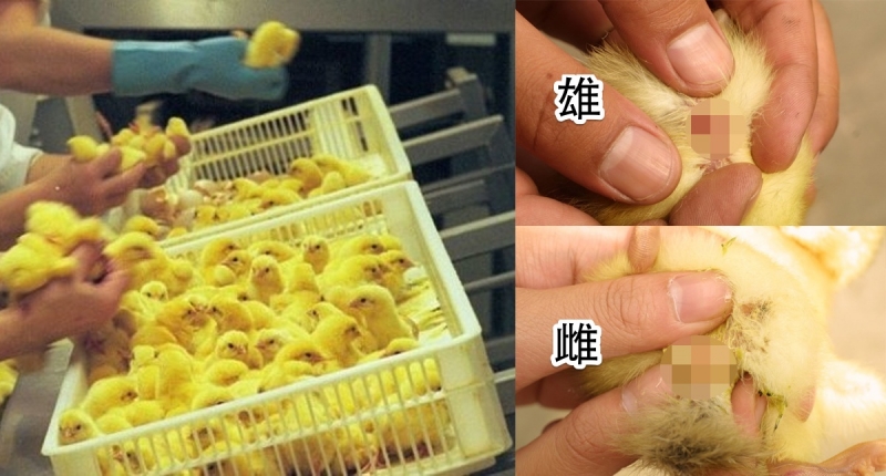 这工作虽然高薪，不过不容易请人啊！图取自：mstory 